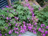 Geranium patricia